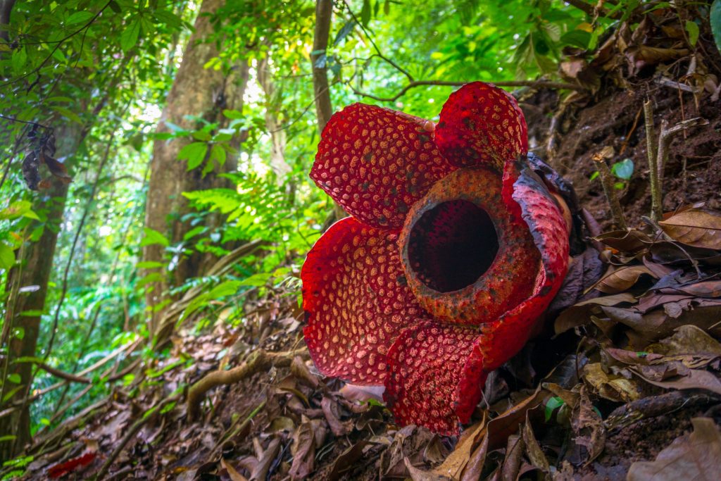 rafflesia schadenbergiana