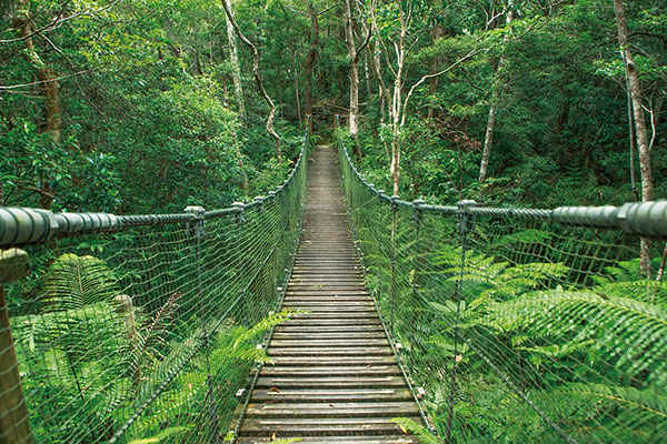 Yanbaru Forest 