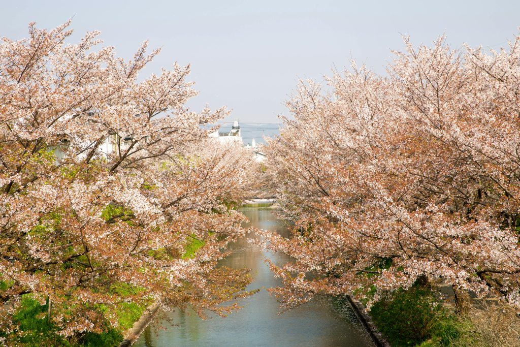 Ryutaro Sakura