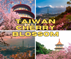 Where to See Cherry Blossoms in Taiwan Where to See Cherry Blossoms in Taiwan